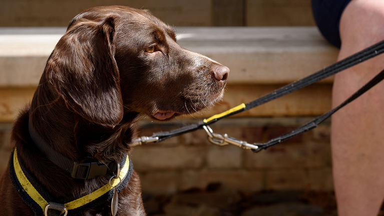 Dog in the courtyard at Stowe Gardens